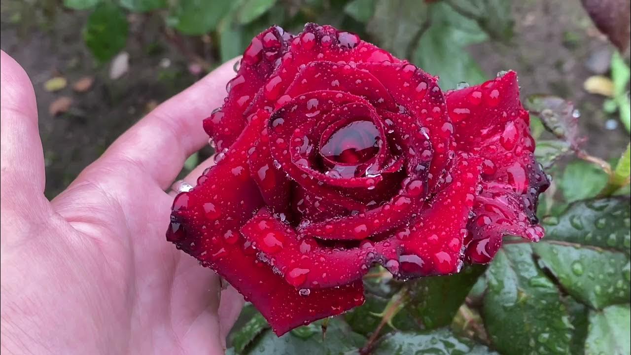 роза не распустившася красна. цветение роз видео. розы зацвели. июль розы. розы цвели в июле розы в саду уснули.