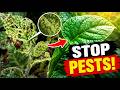 Do You Know the Early Warning Signs of Garden Pests? How to Get Rid of Them Once and For All!