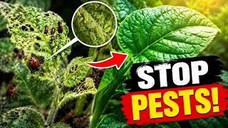 Your Garden is Dying: Stop These Hidden Pests Before It Is Too Late