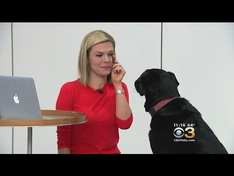 Video: Hur smart är din hund?