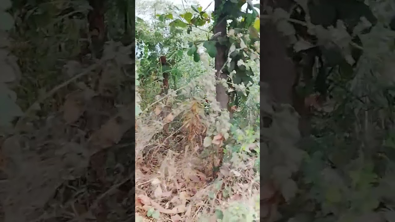 African Creation Story @olomuifa2871 