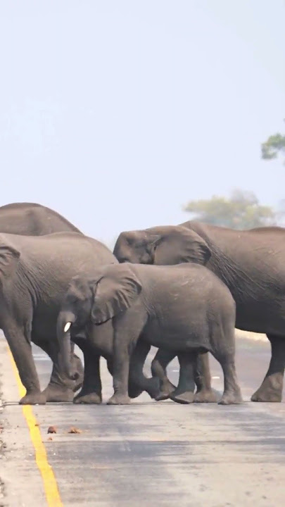 Ada rambu penyeberangan gajah di negera Namibia, Afrika. Cek di sini!