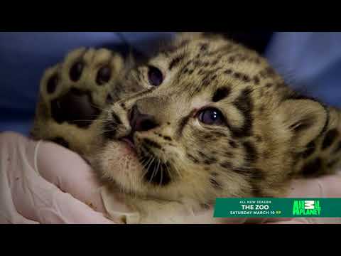 Animal Planet: Season Two of THE ZOO | Bronx Zoo - Animal Planet: Season Two of THE ZOO | Bronx Zoo