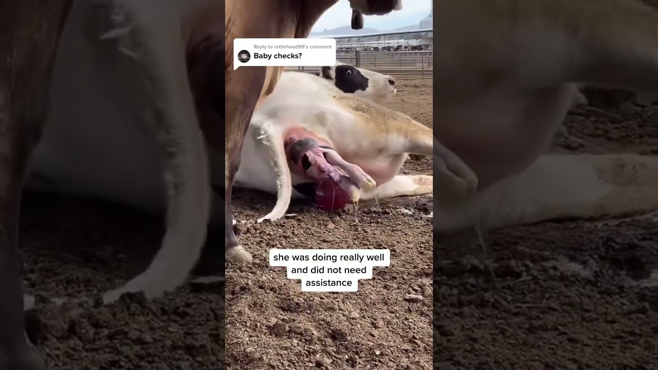Let’s watch a heifer give birth!