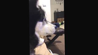 Shiro is very worried for the north... by Kirsty Bain 7,462 views 6 years ago 18 seconds