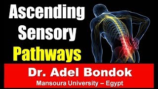 Ascending Sensory Pathways and Ascending Tracts, Dr Adel Bondok