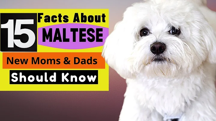 15 Important Facts  About Maltese Dogs All New & Prospective Owners Should Know! - DayDayNews