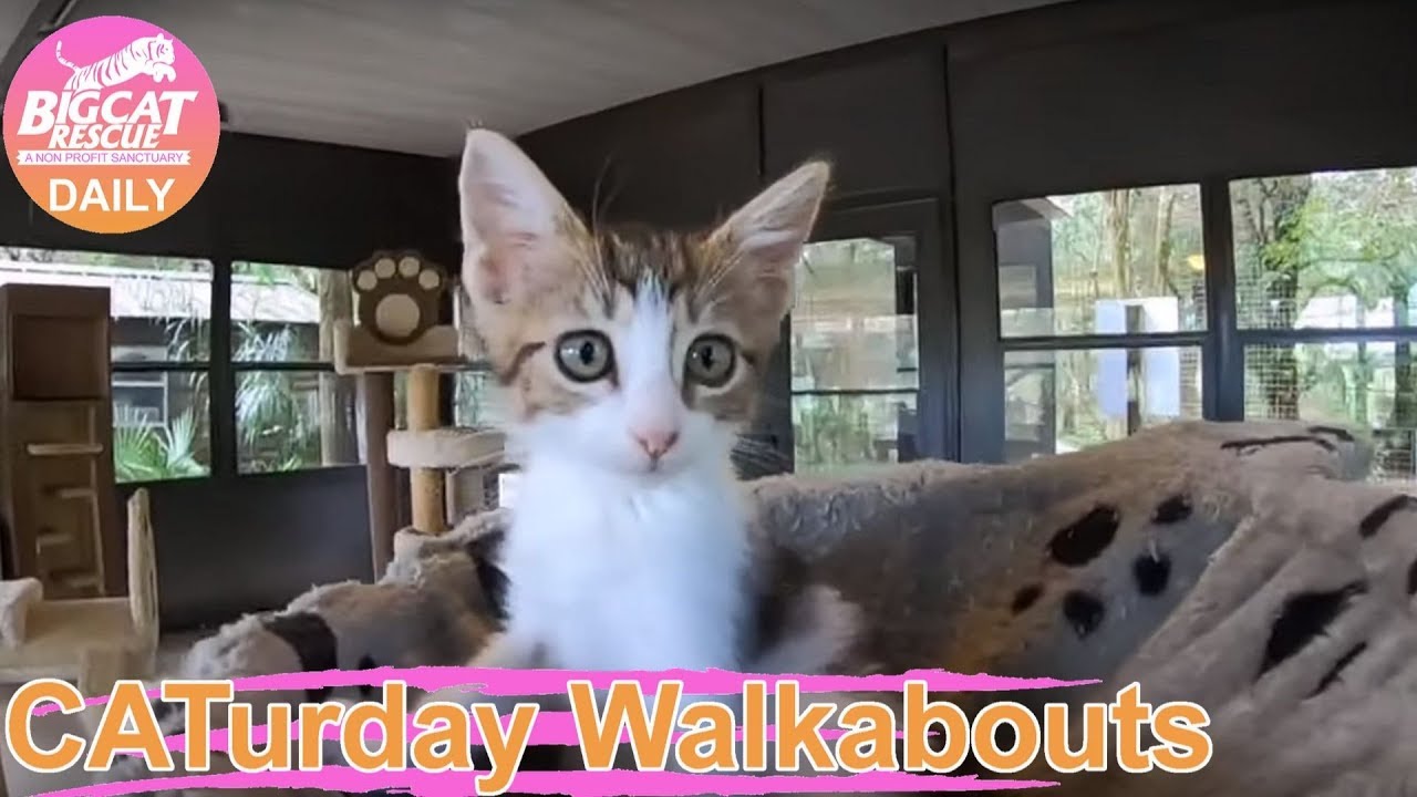 leopard print CATurday Bonus Tour to see FOSTER KITTENS & BIG CATS at Big Cat Rescue!!! 09 21 2019