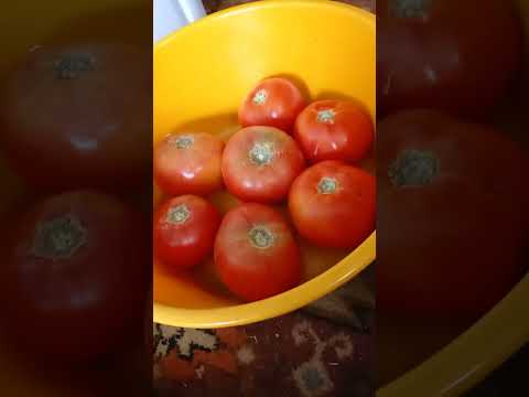 Самый лучший томат