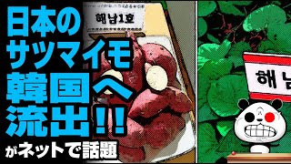 日本のサツマイモ 韓国へ流出が話題