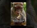 monkey story