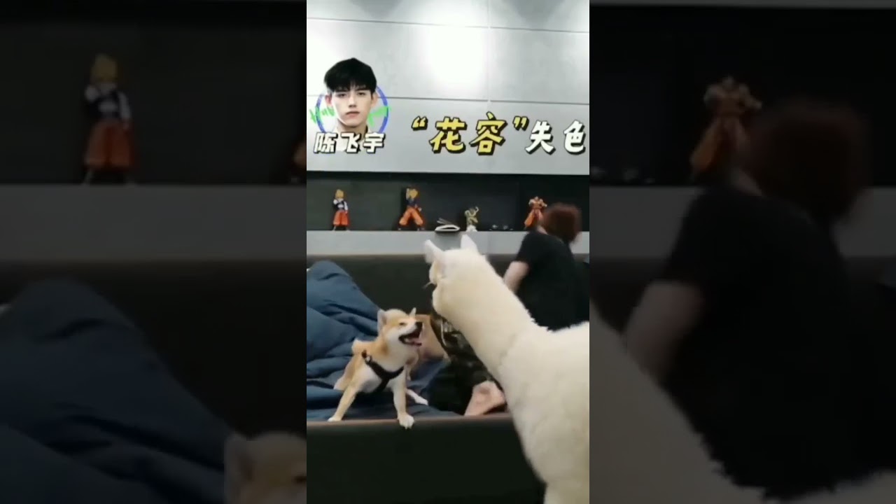 Jackson Littreally got scared by a Alcapa 🤣🤣