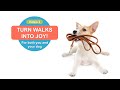 Dog Training: Best Leash Walking Tool for Dogs Dog Training: Best Leash Walking Tool for Dogs