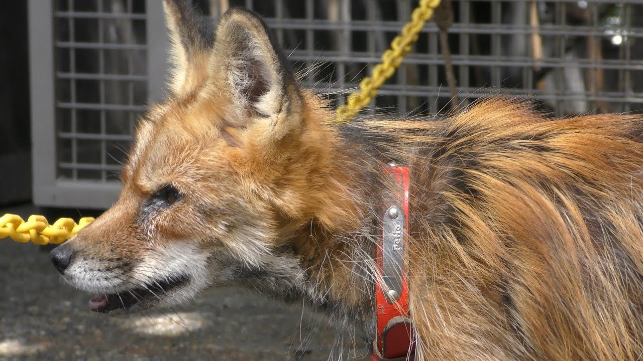 Ezo red fox (Zao Fox Village, Miyagi, Japan) August 13, 2019 - YouTube