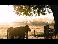 صوت البادية استرخاء تركيز تأمل اطمئنان نوم عميق 30 دقيقه استرخاء تركيز Relaxing Focus 