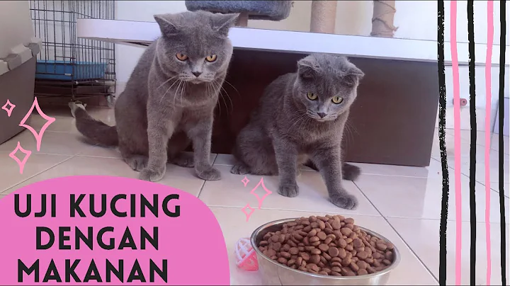 Watch the video about UJI 2 KUCING DENGAN MAKANAN ? (REX BRITISH SHORTHAIR)