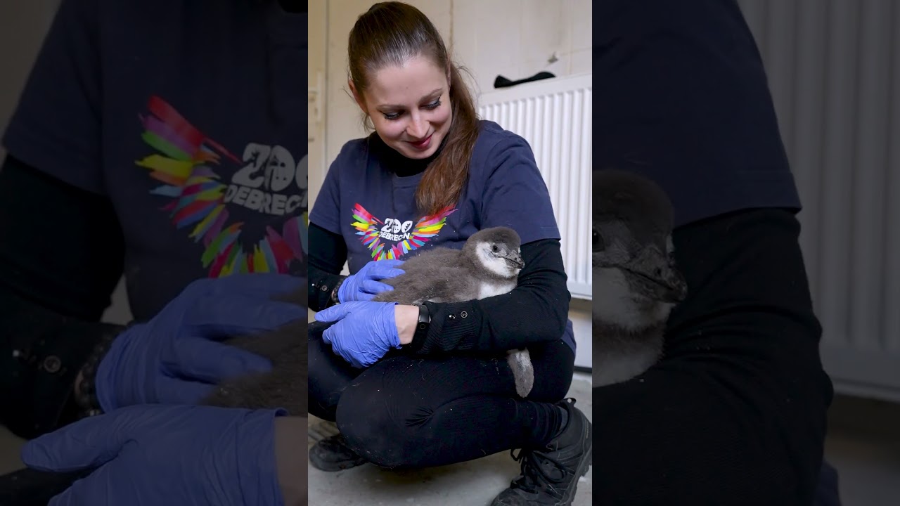 🌸 Baby boom a Zoo Debrecenben! 🐾