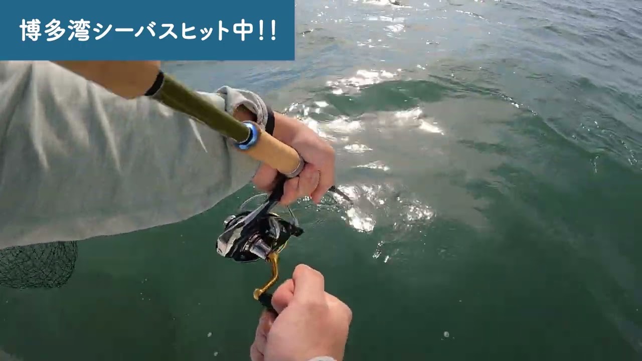 ジェットセッター71Sで、入れ食いシーズンの博多湾シーバスを堪能