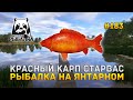 Красный карп Старвас. Рыбалка на Янтарном - Русская Рыбалка 4 #183