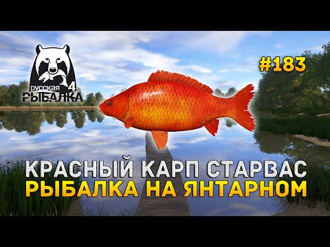 Видео: Красный карп Старвас. Рыбалка на Янтарном - Русская Рыбалка 4 #183