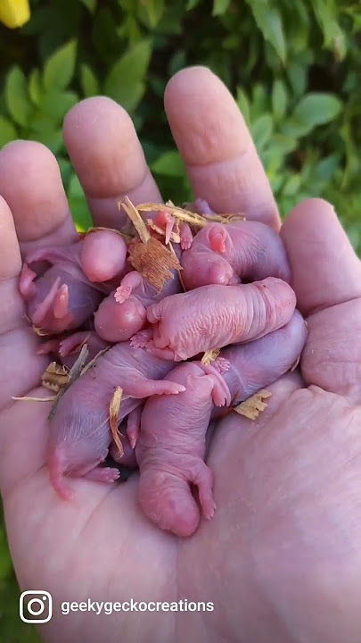 Pinkies! 🐖 #rat #rats #babies #baby #babyanimals #cutebaby #cuteanimals #siblings #family #pets #pet