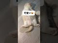 めちゃくちゃ可愛いから許せる🩷思わずポスト❣️#子猫 #cat #おねしょ #可愛い #もふもふ #shorts #cute #sleep #happening #animal