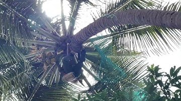 Gagan Coconut Tree Net Installation In Bangalore Call - 9859995553 Bird Net - Pigeon Net For Balcony