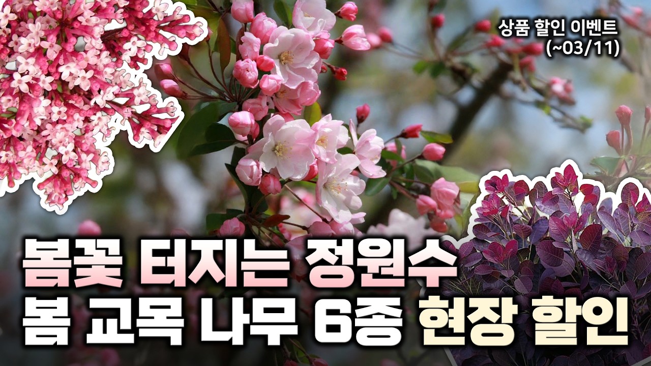 🌸봄꽃 터지는 정원수 추천🌸 다가오는 봄 정원을 위한 꽃나무 소개 및 현장 할인 행사까지‼️