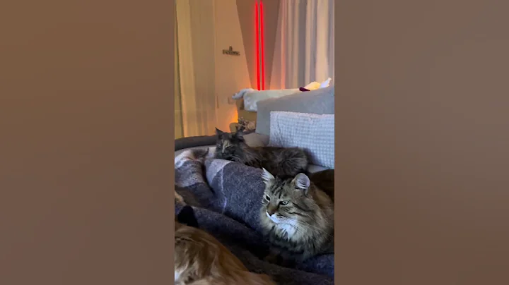 Video 11859111: maine coon cat, mainecoon, furry giant, big cat