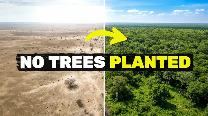 We grew a forest WITHOUT planting a single tree