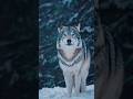 The most interesting facts about wolves are on my channel. #animals #documentary #wolf information