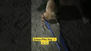 #funny 😂🦮#viral # #youtubeshorts #trending#comedy #labrador #dog #pets #funnydog #@Maxpihudog01
