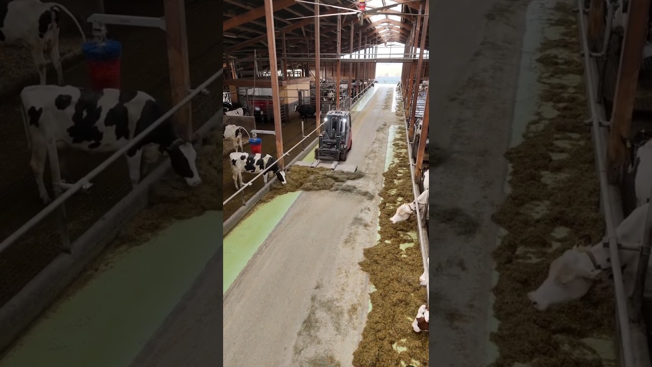 The cow eats fodder and it is called fodder.||#shorts