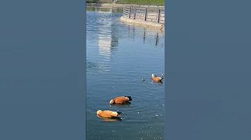Оранжевые утки с утятами в Москве🦆🐣