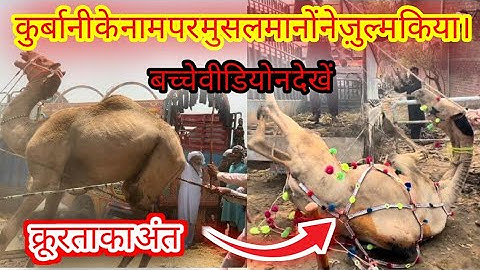 EXCLUSIVE ANGRY Camel Loading Video - Loading of Camel - Runaway Camel at Camel Market  2022