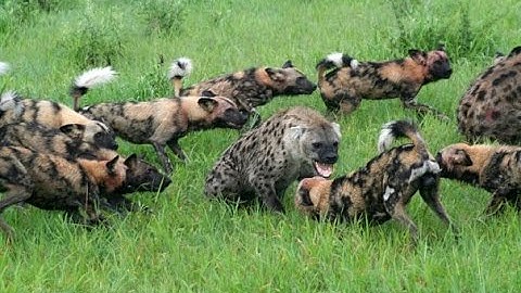 Chó Hoang Châu Phi Săn Mồi (HD thuyết minh - NatGeo Tiếng Việt)