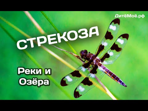 Стрекоза. Энциклопедия для детей про животных. Реки и Озёра