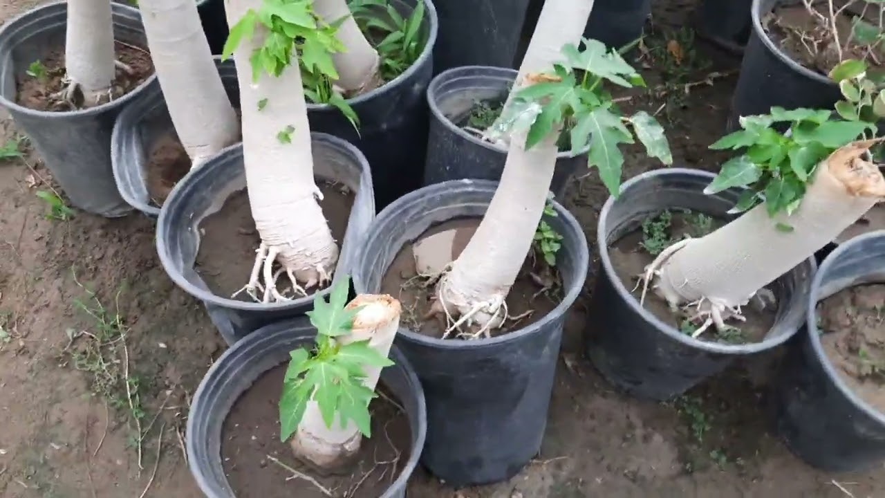 جولة ممتعة في احد ارقى المشاتل في محافظة كربلاء - العراق 🇮🇶