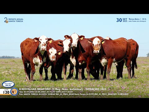LOTE 120 8 NOVILHAS BRAFORD Est  Madrinha