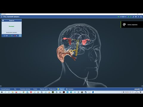 Как устроено человеческое УХО ? 3D анимация.