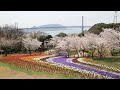 火の山　トルコチューリップ園