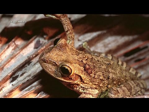 Cuban Tree Frogs Causing Problems