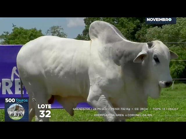 LOTE 32 - INDIVIDUAL filho de EXEMPLAR DA GREN. em vaca SCORONEL DA MN
