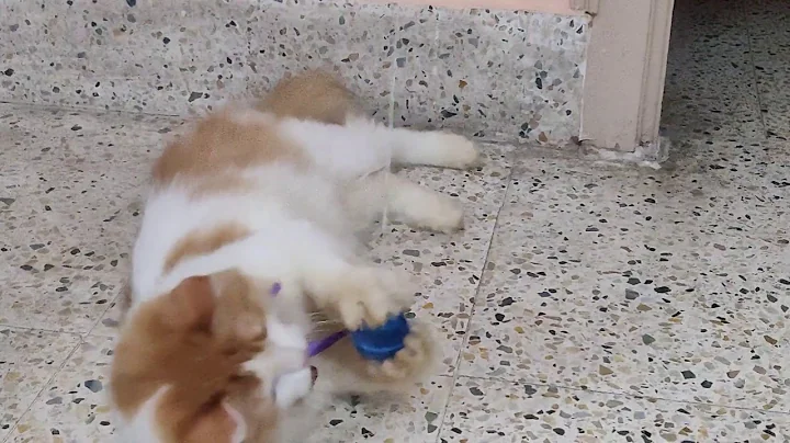 Video 10262021: calico persian cat, ball persian cat, persian cat playing, cat old