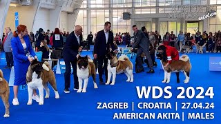 WDS2024  |  MALES  |  AMERICAN AKITA  |  ZAGREB  |  CROATIA  |  27.04.24