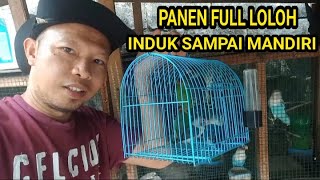 HARVESTING PARENT LOVEBIRD FOOD