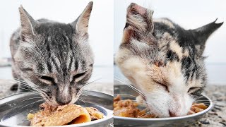 日本の空腹な猫にご飯をあげると・・・ さくらねこたちへのエサやり 猫と支援者様に神のご加護を！