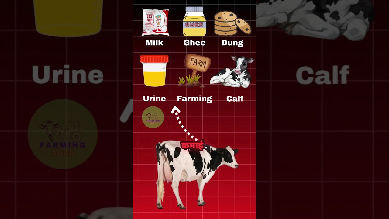 गाय है चलती फिरती ATM । 6 Earning Secrets of Desi Cow