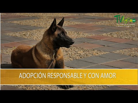 Video: ¿Dog Walker Watch vigila su vecindario?