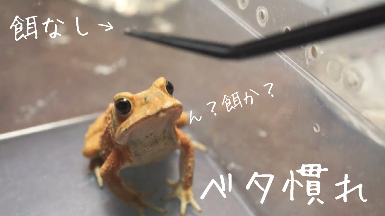 This is what happens to a frog that has become accustomed to